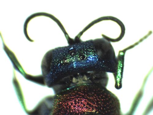 Holopyga ignicollis